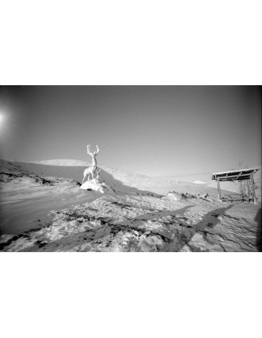 Certains cherchent des soleils