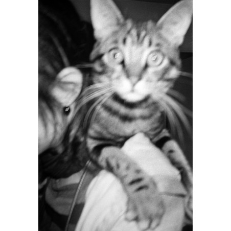 Another Journal - A Four-Year Madness Another Journal - A Four-Year Madness