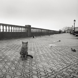 D'Alger 2