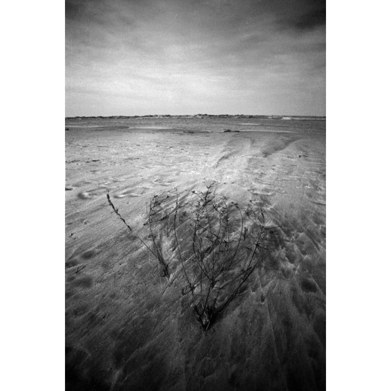 Water and Land - Camargue