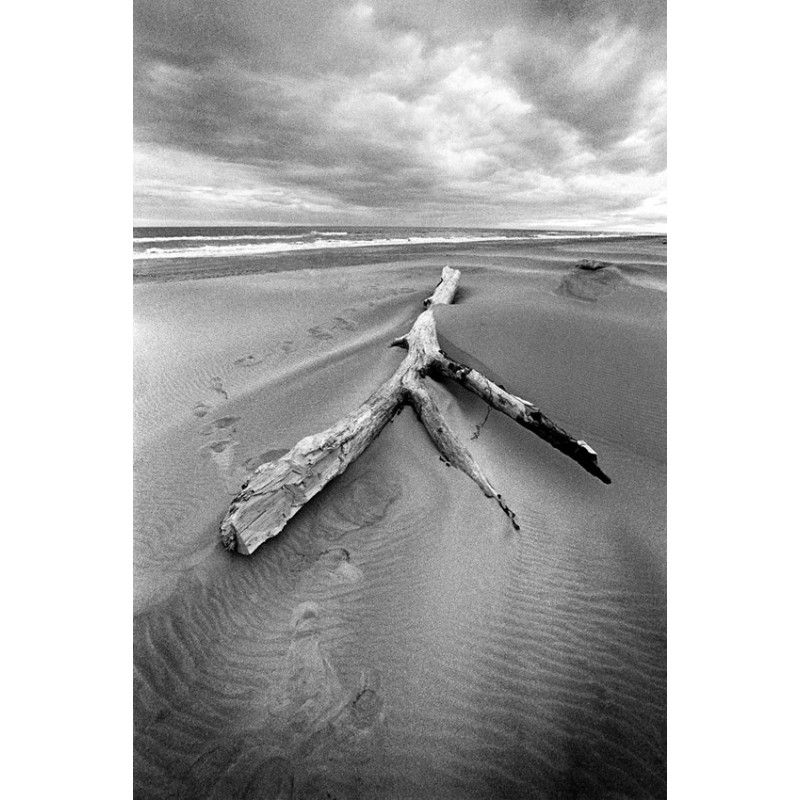 Water and Land - Camargue