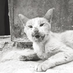Astray - Portraits of Cats 2
