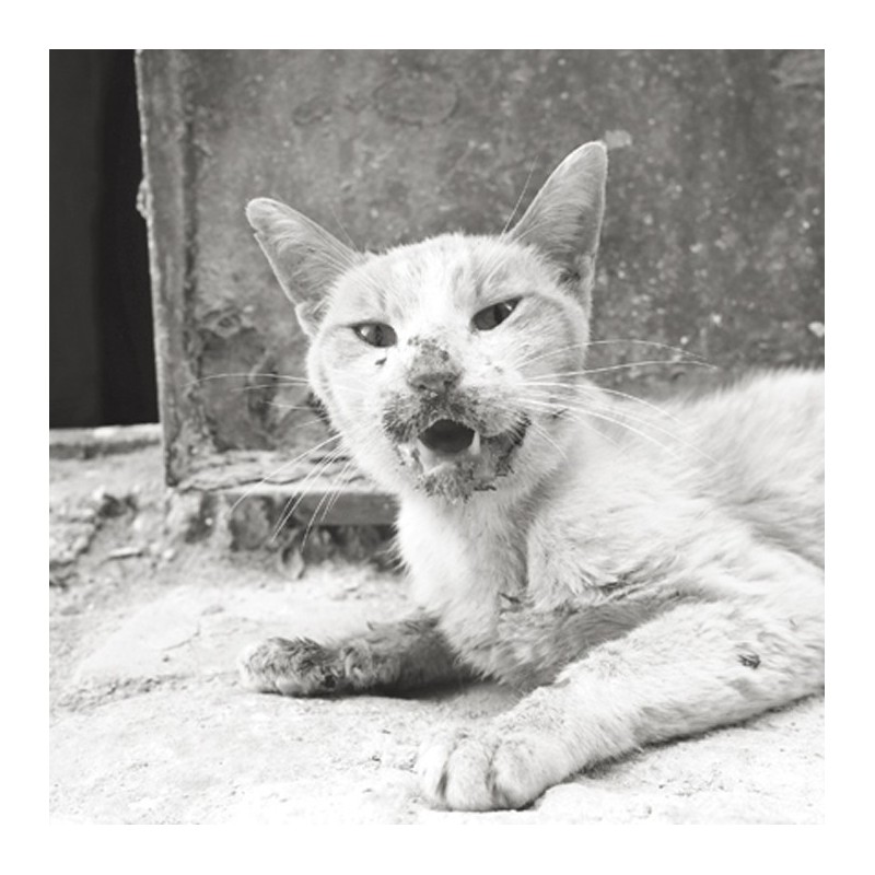 Astray - Portraits of Cats