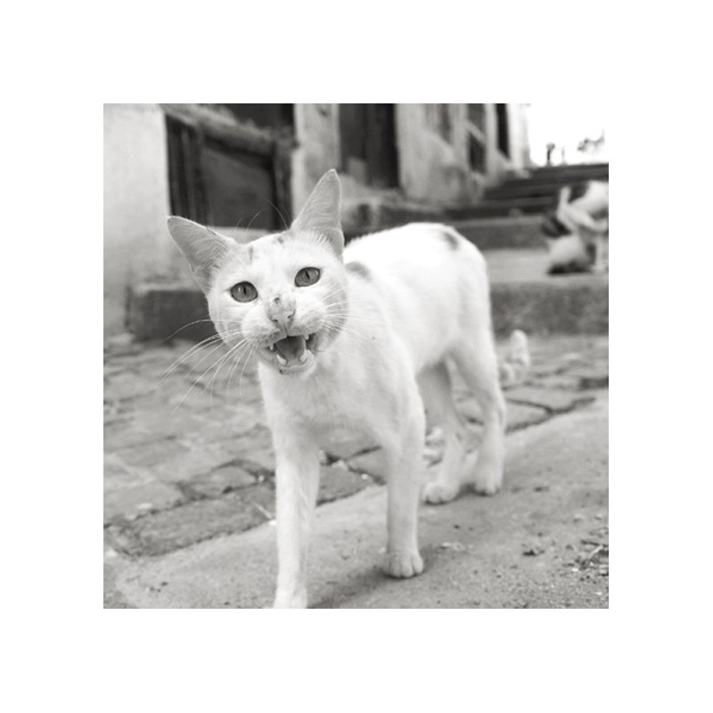 Astray - Portraits of Cats