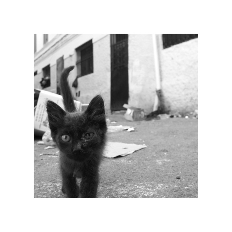 Astray - Portraits of Cats
