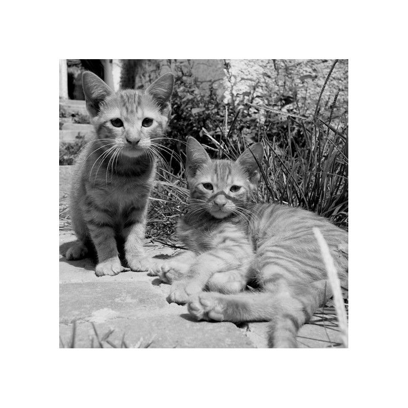 Astray - Portraits of Cats