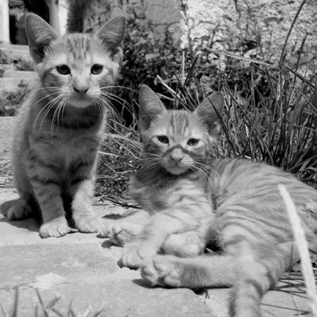 Astray - Portraits of Cats
