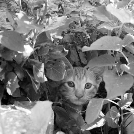 Astray - Portraits of Cats