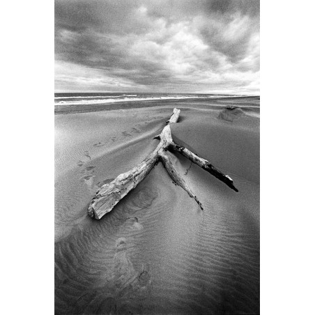 Water, Ground - The Camargue