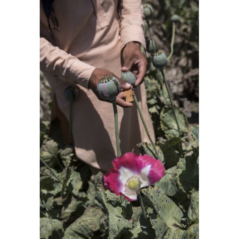 Des Roses sous les épines