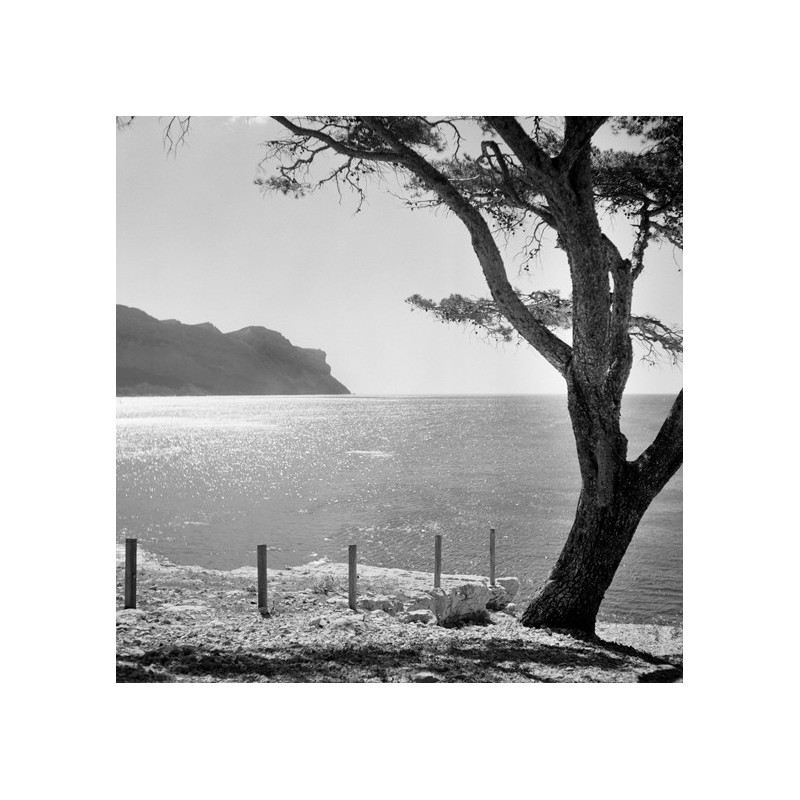 Être vivant - Arbres du monde